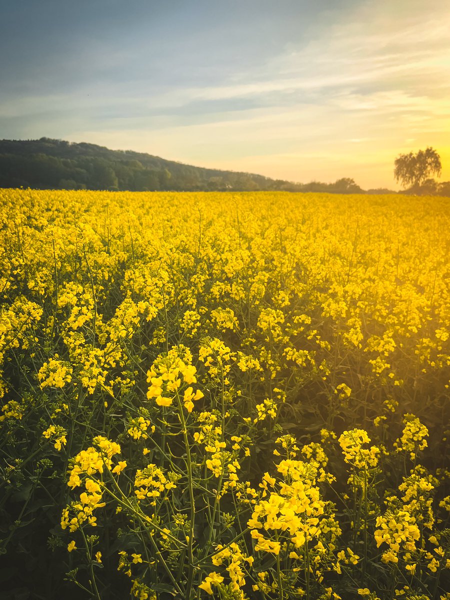 OneStepForward7's tweet image. Złote morze rzepaku w Tarnowie

Dzisiaj chciałbym podzielić się z Wami momentem, który uchwyciłem podczas naszej rodzinnej wyprawy na rowerach. 

To nie tylko piękno natury, ale też przypomnienie, że najlepsze przygody są tuż obok - wystarczy się zatrzymać i rozejrzeć.

#tarnów