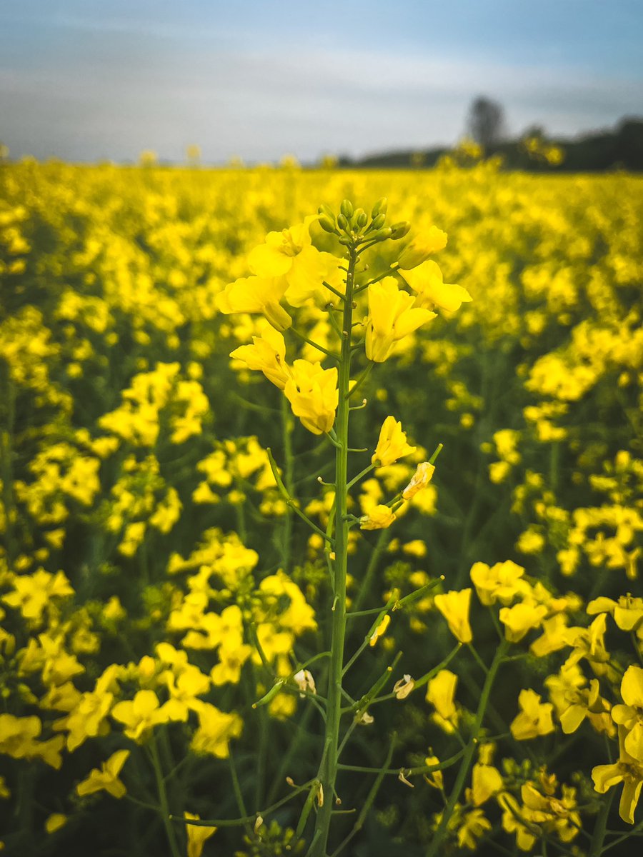 OneStepForward7's tweet image. Złote morze rzepaku w Tarnowie

Dzisiaj chciałbym podzielić się z Wami momentem, który uchwyciłem podczas naszej rodzinnej wyprawy na rowerach. 

To nie tylko piękno natury, ale też przypomnienie, że najlepsze przygody są tuż obok - wystarczy się zatrzymać i rozejrzeć.

#tarnów