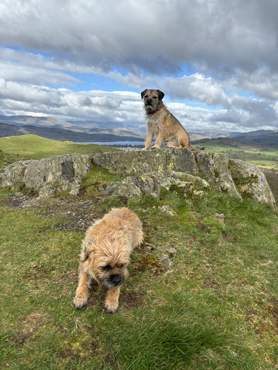 Normal service resumed - humans back from 🇫🇷 🚲 🚲 🇫🇷 trip - we were too excited to see them to give them the cold shoulder treatment 😜 #BTPosse #borderterrier