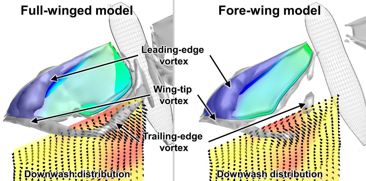 #RecommendedPaper
📰Effect of Hindwings on the Aerodynamics and Passive Dynamic Stability of a Hovering Hawkmoth by Ryusuke Noda, et al.
@tut_tweet
🔎Read the full paper here: mdpi.com/2313-7673/8/8/…
#insect #flight #computational #aerodynamics