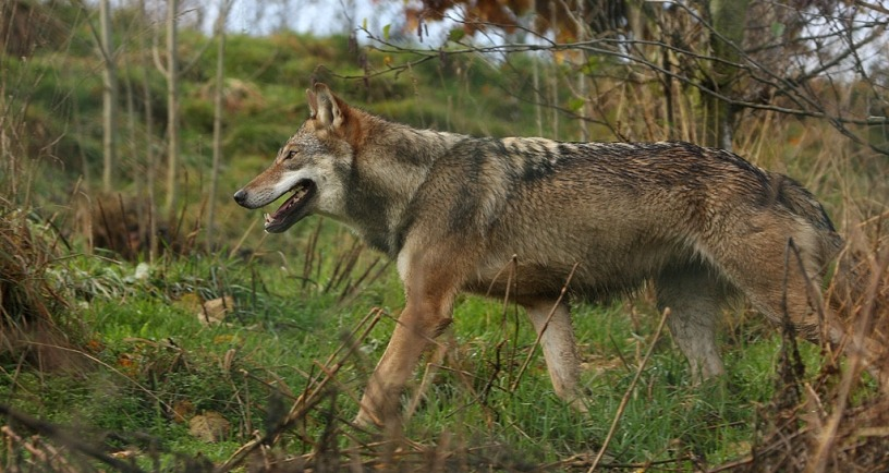 PERSBERICHT | Provincie Zeeland stelt een subsidiebedrag van 95.000 euro beschikbaar voor wolfwerende maatregelen om landbouwhuisdieren te beschermen tegen de wolf. ➡️ zeeland.nl/actueel/provin…