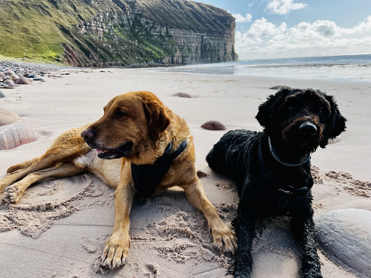 Dylan and Maggie wish a happy St Magnus Day to all our #Orkney pals! 🥳🐶