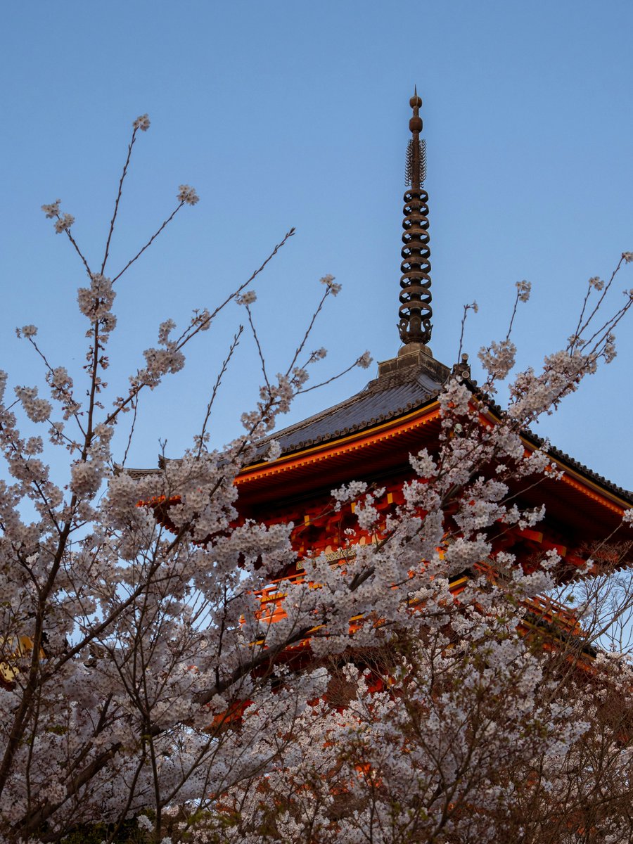 GoWithGuide's tweet image. Where in the world is #gowithguide today? We’re back in #japan, saying farewell to #sakuraseason with this #cherryblossom filled tour of greater #kyoto by Tatsuhiro N. with traveler Shereen L. Tour guide: Tatsuhiro N. check him out here! gowithguide.com/supplier/358