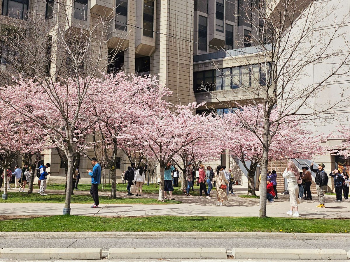 Cherry blossom trees beginning to bloom at locations across Toronto

News release: toronto.ca/news/cherry-bl…