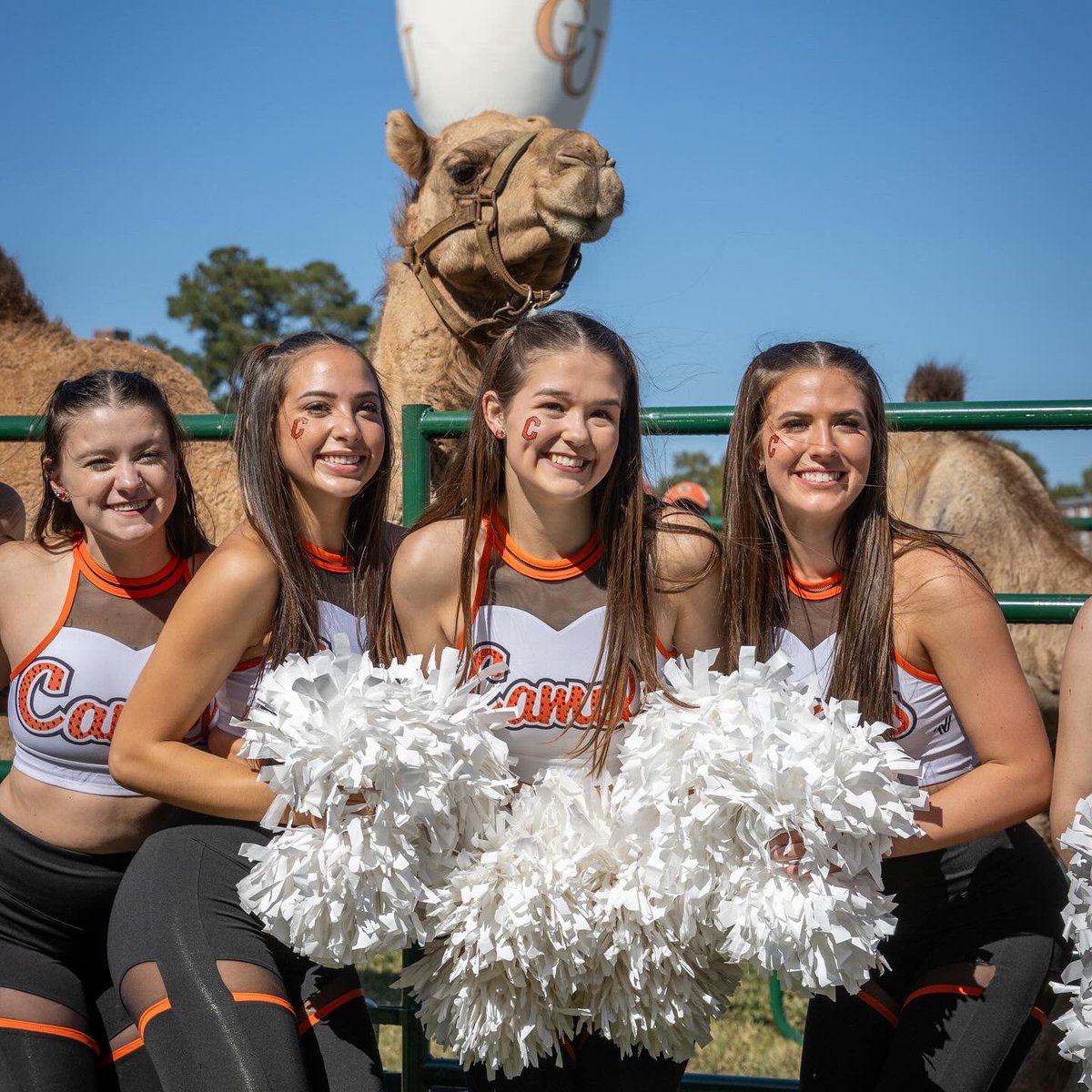 Come to Campbell University and be a part of the 🐪 festivities. Nobody in the country has a tradition as unique as this!