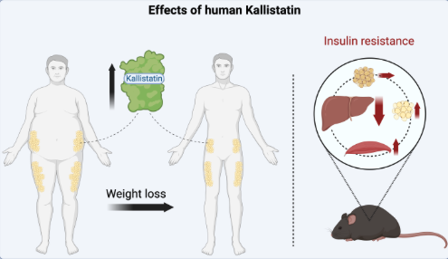 Neue Forschungserkenntnisse aus dem @DiabResearch: #Kallistatin trägt zu den positiven Effekten einer Gewichtsabnahme auf den Stoffwechsel bei und könnte in Zukunft neue Therapiemöglichkeiten für Menschen mit #Adipositas und Typ-2-#Diabetes eröffnen: deutschezentren.de/news/kallistat…