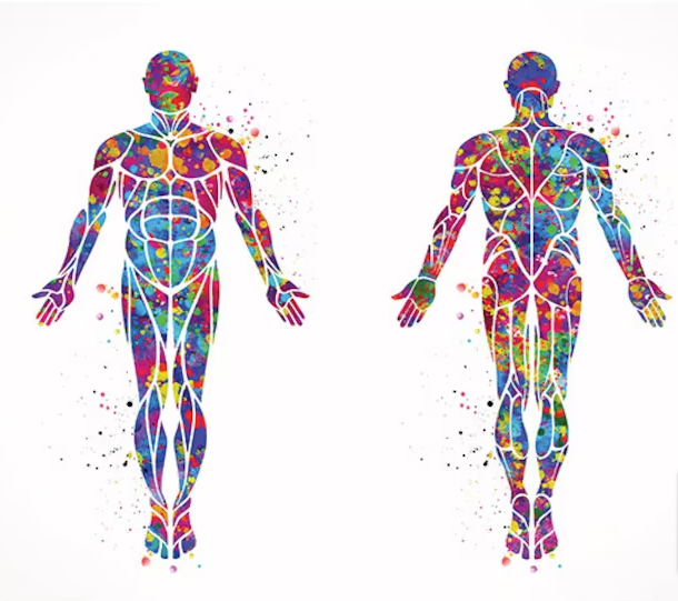 THE HUMAN BODY 1: Number of bones: 206 2: Number of bones of a newborn baby: 306 3: Number of muscles: 639 4: Number of kidneys: 2 5: Number of baby teeth: 20 6: Number of adult teeth: 32 7: Number of ribs: 24 8: Number of heart chambers: 4 9: Largest artery: aorta 10: Normal…