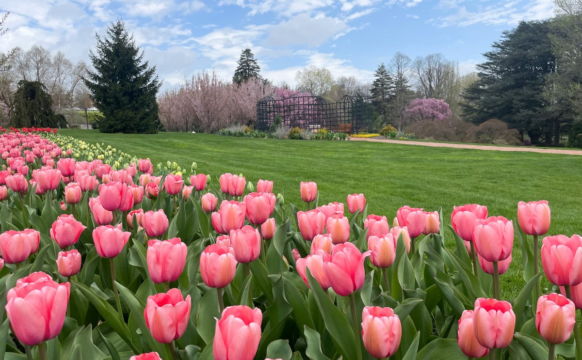 🌷 TULIPS AT HERSHEY GARDENS 27,000 tulips are in PEAK BLOOM @hersheygardens right now! Don't miss this spectacular spring sight! Hours: 9 AM - 5 PM daily. hersheygardens.org