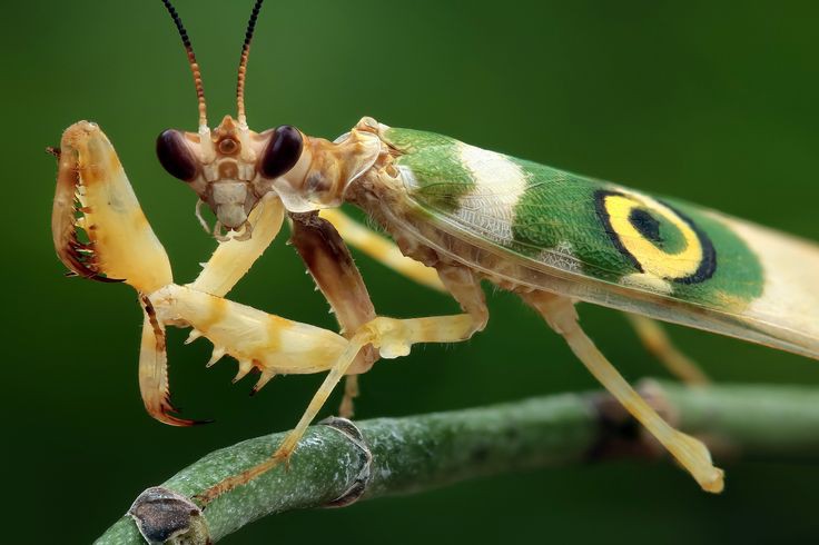 🍀The flower mantis isn't just a master of disguise but also a romantic insect. 
Males offer gifts to females before mating, usually prey. 
If the female isn't impressed, she might attack or even eat him! 😱 
#InsectWars #2024pic #fypシ
