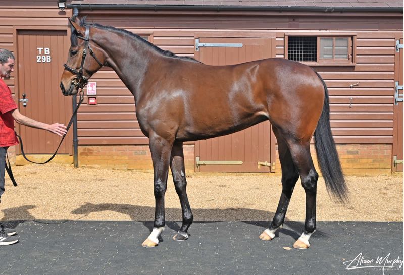 paulbirchall91's tweet photo. Fast Fill selling later @Tattersalls1766 Craven Breeze Up for @Chthoroughbreds 
Lot 20 Havana Grey X Zerka (Filly) 
@WhitsburyManor https://t.co/qb5UCQMWwu