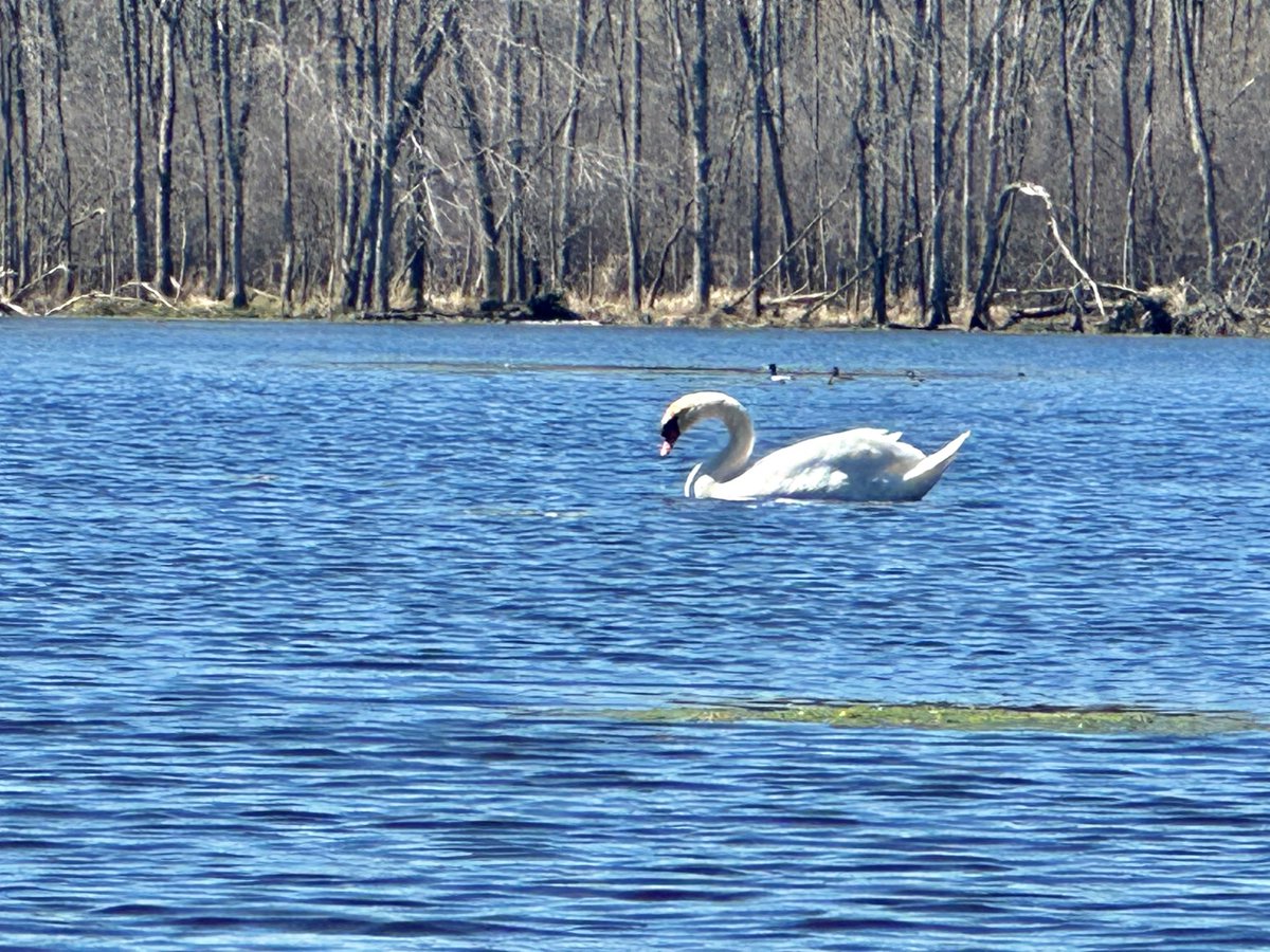 Trumpeter swan, Milwaukee River, Thiensville, Wisconsin — 4/15/24

📸 Linda Zetley