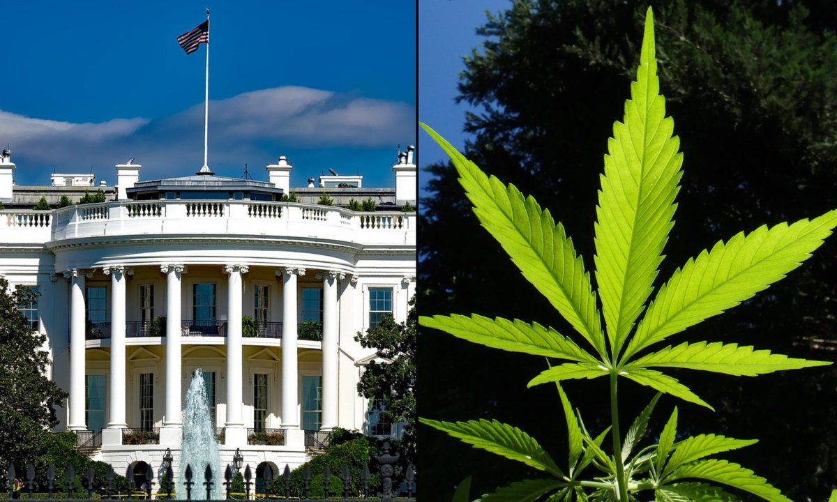 White House Says Marijuana Rescheduling Is Now Up To DOJ After Receiving HHS Recommendation 'Guided By The Evidence' marijuanamoment.net/white-house-sa… #MME #marijuana #cannabis