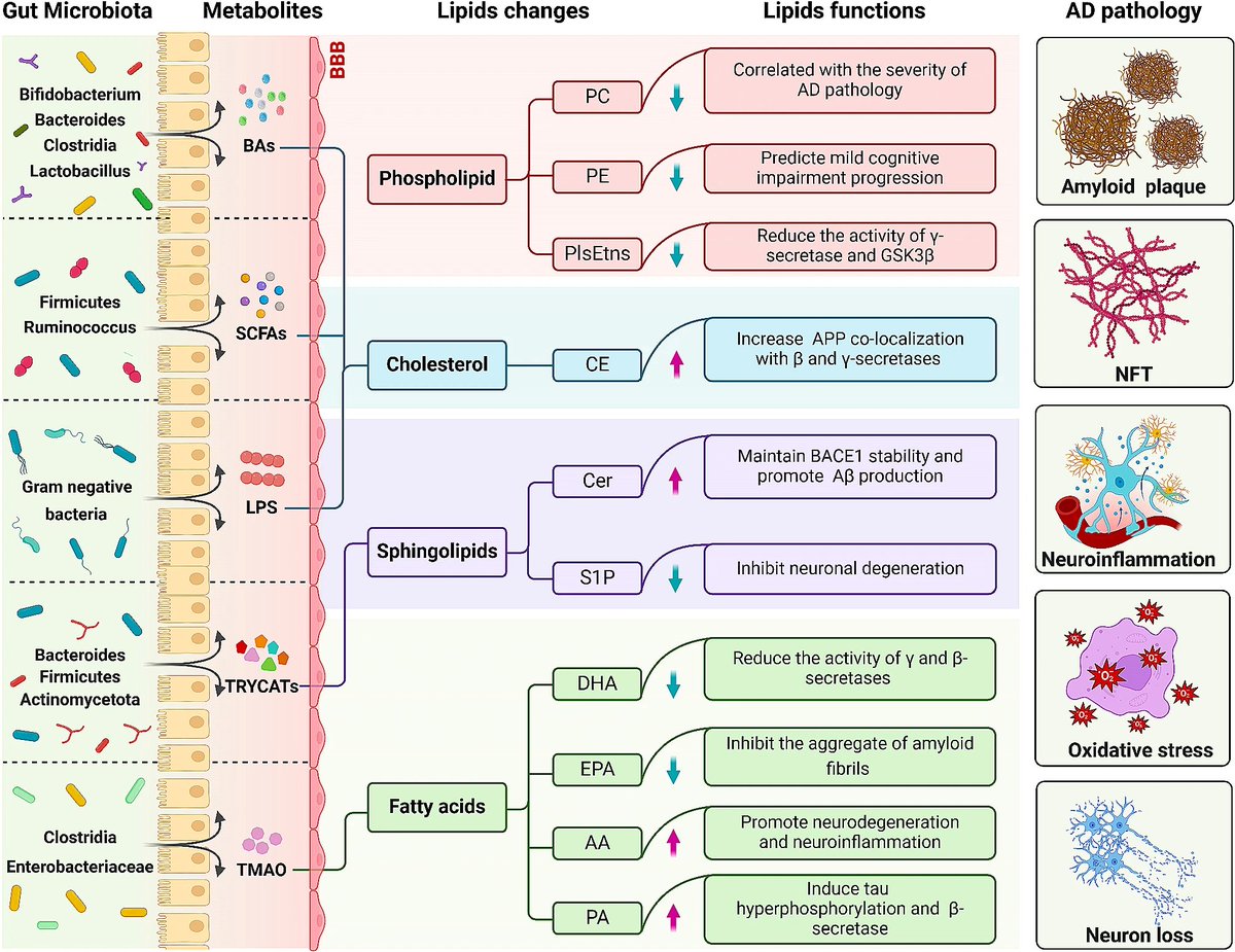 'Gut #microbiota-host #lipid crosstalk in #AlzheimersDisease: implications for disease progression and therapeutics'

Ya-Xi Luo, Ling-Ling Yang & Xiu-Qing Yao

#APOE #cholesterol

bit.ly/3xDB370