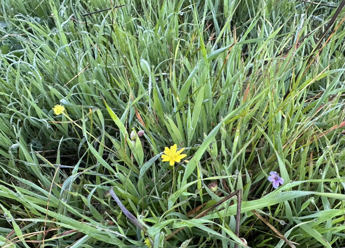 Out on the soft hills now, imbibing gentleness before whatever ungentleness the day brings.