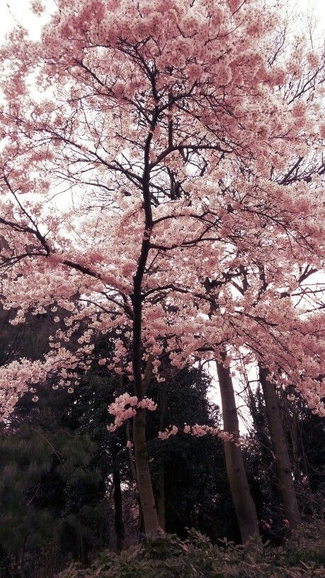 thehiddenhearth's tweet photo. reply &amp; i’ll give you a color!

i got pink 🩷 🌸

aesthetic 
song/album
tree
character https://t.co/8uhmvReh1y