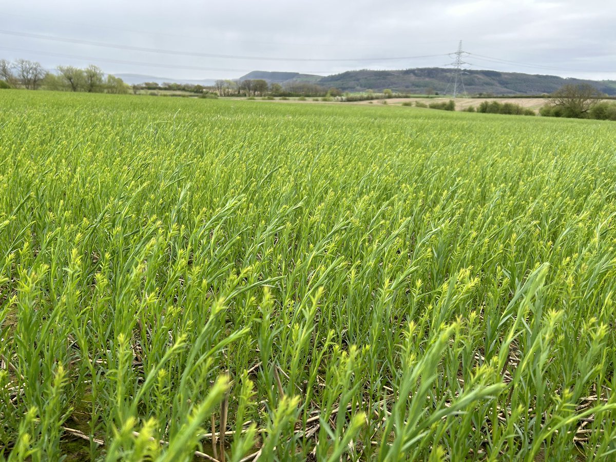 Winter #linseed seed crop of Atilla in North Yorkshire on a windy day <a href="/PremiumCrops/">Premium Crops</a>