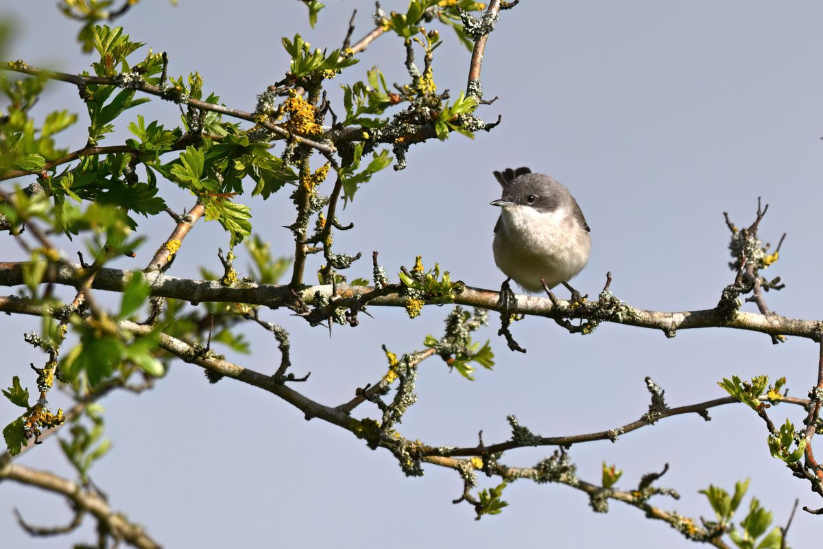 2 Lesser Whitethroat at Croxley Common Moor this morning both elusive and highly mobile #hertsbirds
