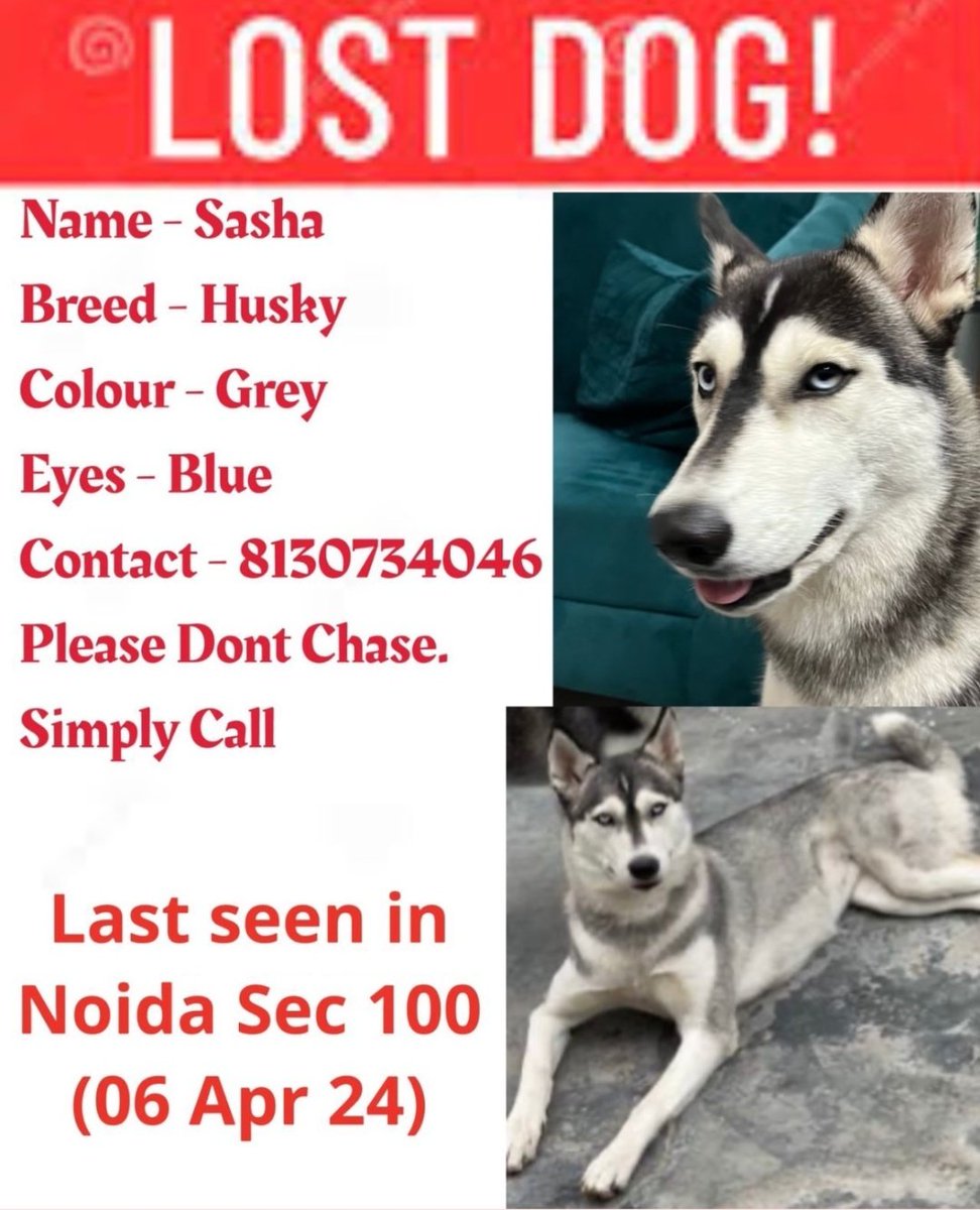 IMPORTANT for #Noida People :-

Lost Dog seen in #Noida Sector 100 on 6th April 2024... All his details are on picture given below 👇🏻 

If you see him anywhere, please call on the number given below on picture 👇🏻

NOTE: Don't chase him, simply call 🙏🏻

Thank You in Advance 🙏🏻