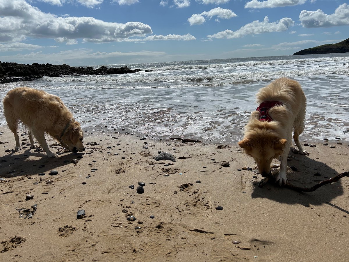 Beach time with bestie #gsd #dogsoftwitter #retriever