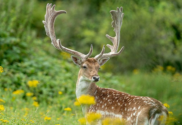 New research, including isotope analyses by BGS, has combined zooarchaeology and biomolecular datasets to reveal new insights into the history and projections of fallow deer. bgs.ac.uk/news/new-resea…