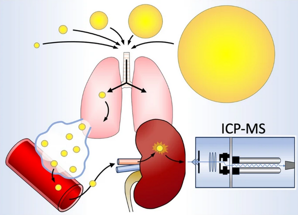 New insights into the association of air #pollution and #kidney diseases by tracing gold #nanoparticles with ICP-MS by Mark R. Miller et al @EdinUniCVS @EdinburghUni @EdinburghChem @GeosciencesEd @UniSiegen @deltares @DeltaresNL @EdinburghBean #OpenAccess link.springer.com/article/10.100…