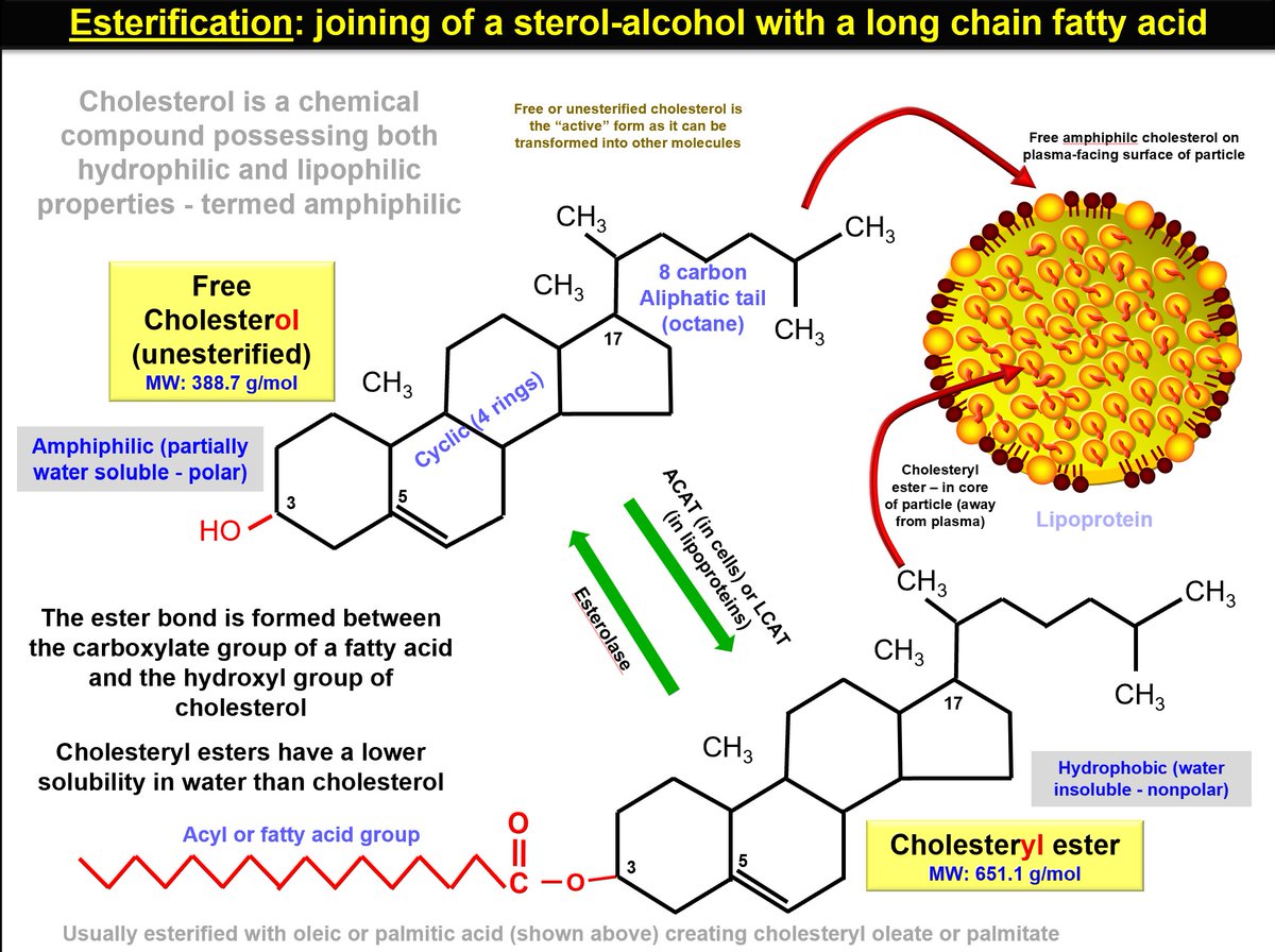 Some basic cholesterol biochemistry as it relates to clinical lipidology - note the crucial differences between free & esterified cholesterol. Crucial for its positioning on/within lipoproteins and ability to be exchanged for TG between particles @nationallipid @society_eas