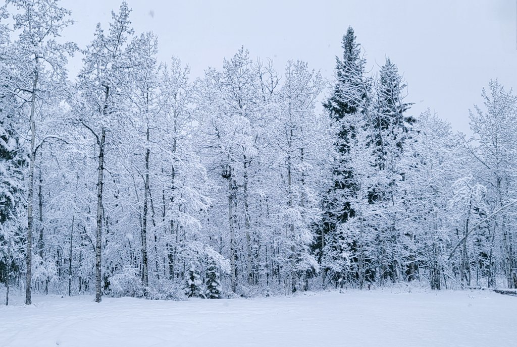 April's surprise turn
Snowflakes dance in spring's embrace
Nature's whims prevail

#haikufeels #turn