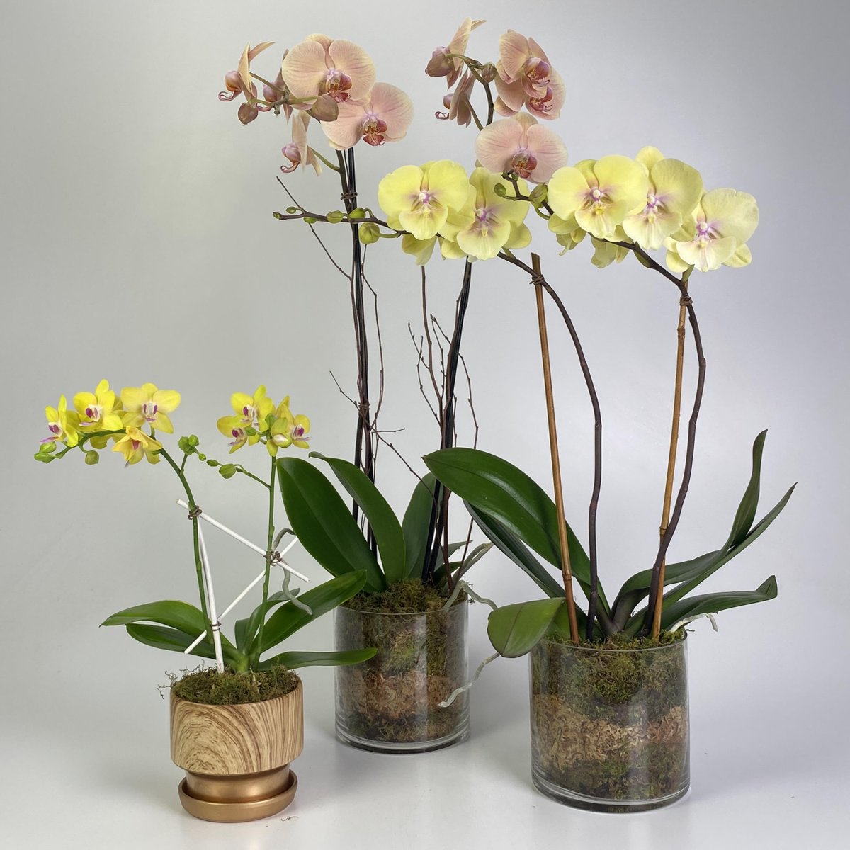 It's National Orchid Day! The orchid symbolizes love, luxury, beauty, and strength, making it the most sought-after ornamental plant. Stop in today to pick up some orchids for yourself or as a gift! #orchids #nationalorchidday #florist #orchidlover