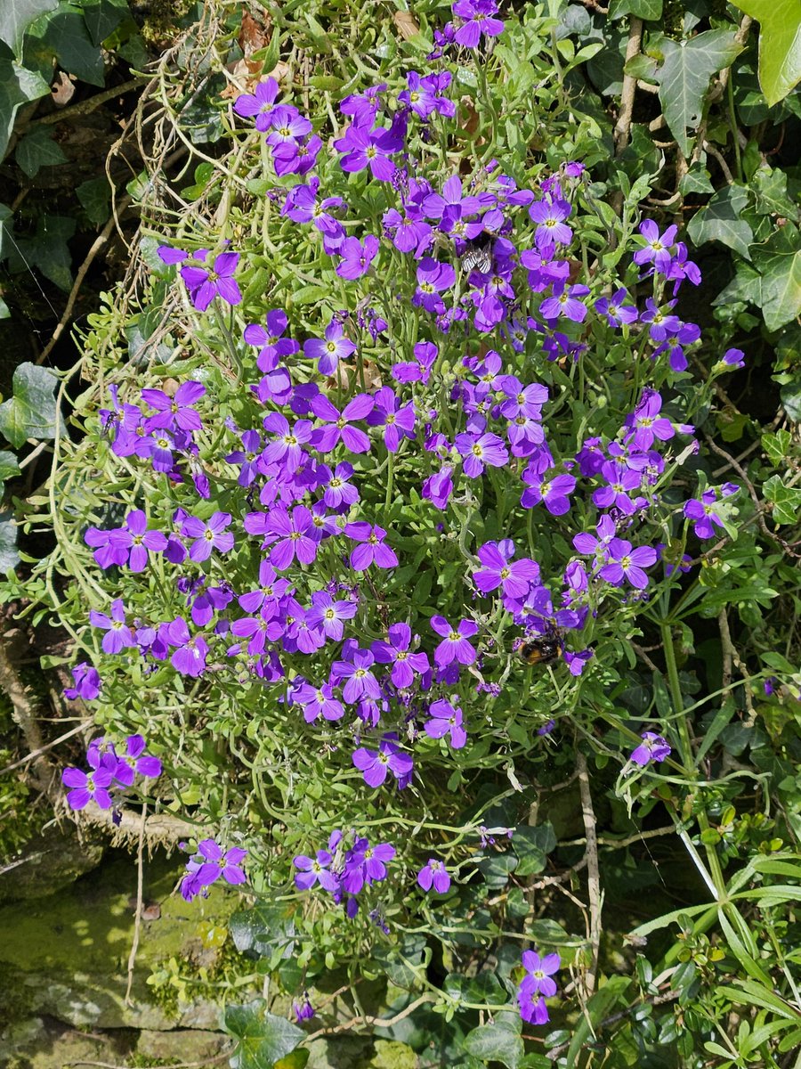 Siúlóid deas(pleasant walk)ar maidin. Spéir ghorm le feiscint. Lá scuabach fuar(cold, blustry) cinnte. An talamh ag triomú(land drying out) agus stoc sa ghort(cattleinthefield).Dathanna an Earraigh(Spring colours) i ngach áit. #200Daysofwalking #200DaysofGaeilge @MissEllie #cork