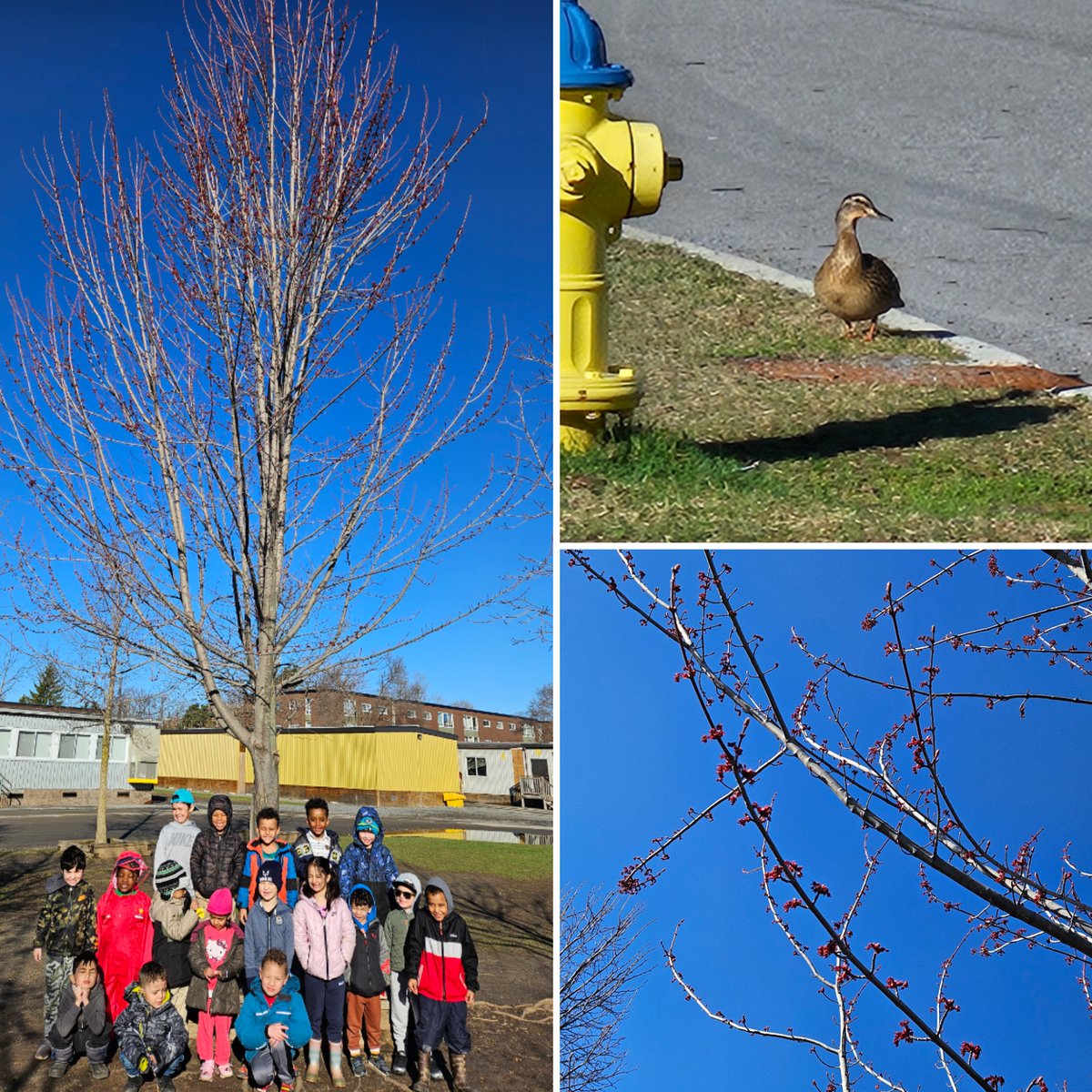 During outdoor learning this morning we went on a nature walk to spot signs of 'le printemps'. Students were excited to hear birds singing, see green grass growing, buds on our class tree, and 'un canard'! @StRitaOCSB @ocsbEco