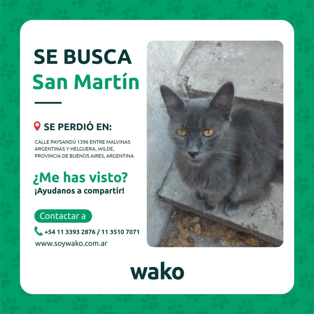 ATENCION GATO PERDIDO ‼SAN MARTIN se perdio en la zona de Wilde y una clienta lo anda buscando. 🕯🕯🕯🕯🕯 porfis rt y compartan ❤❤❤❤🧙‍♀️