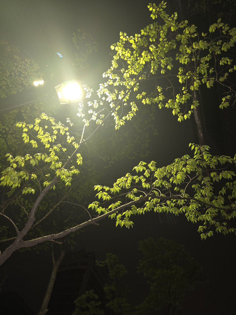 tjsdnoo's tweet image. 오랜만에 산책
#도토리