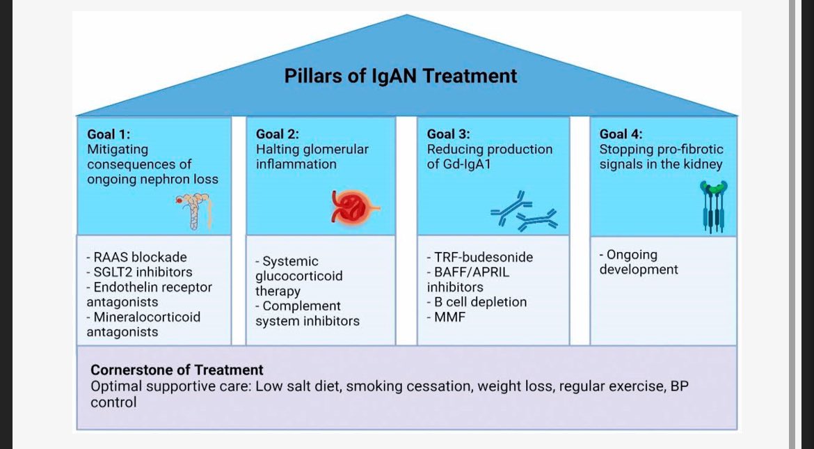 💈Pillars in Nephrology 🫘

4💈of Diabetes+CKD-RASi/SGLT2i/GLP1RA/Non steroidal MRA

4 💈 of Heart failure+CKD-RASi/SGLT2i/MRA/B blocker 

4 💈 of IgA Nephropathy 👇