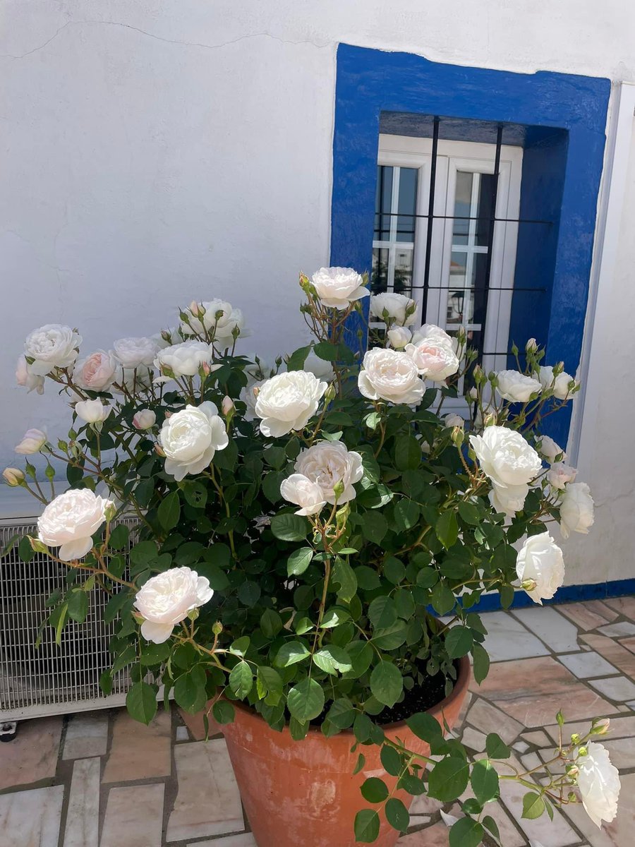 An Beautiful potted Desdemona rose 🥹 So big pots can be a solution.