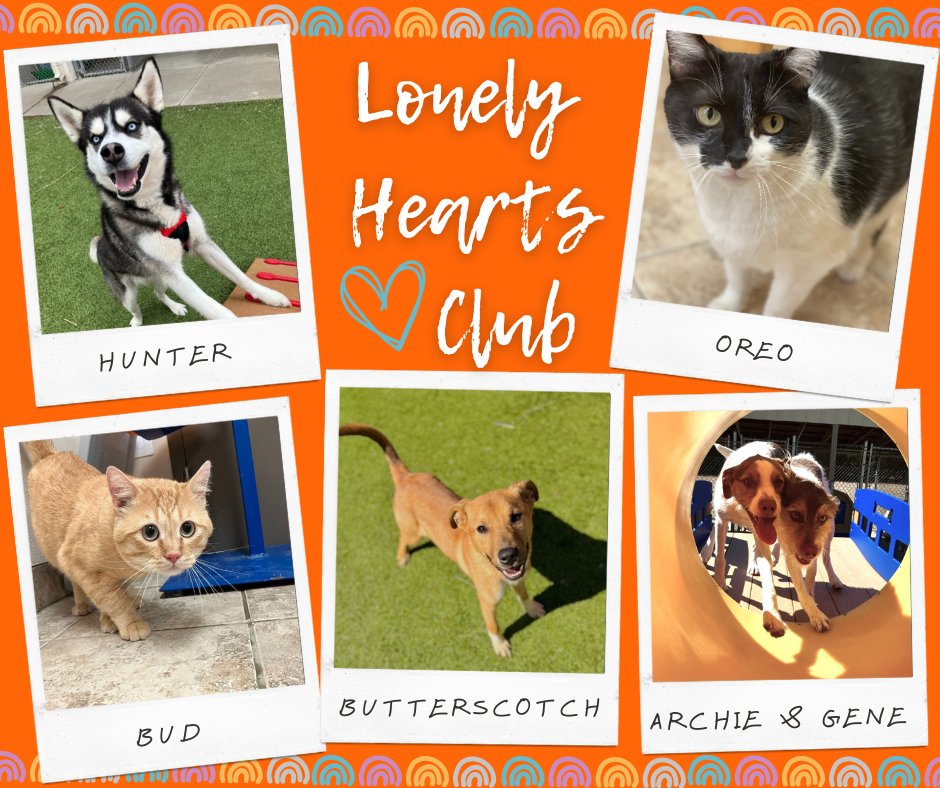 HSHP_Kansas's tweet photo. These sweet babies have been waiting for families for too long. Give them a 2nd look! The adoption fees for Lonely Hearts is normally 1/2 price but a generous donor has covered the adoption fees for each of them.
#adoptabledog  #adoptablecat #adoptdontshop #hshp #lonelyheartsclub https://t.co/KNVM8G3MoJ