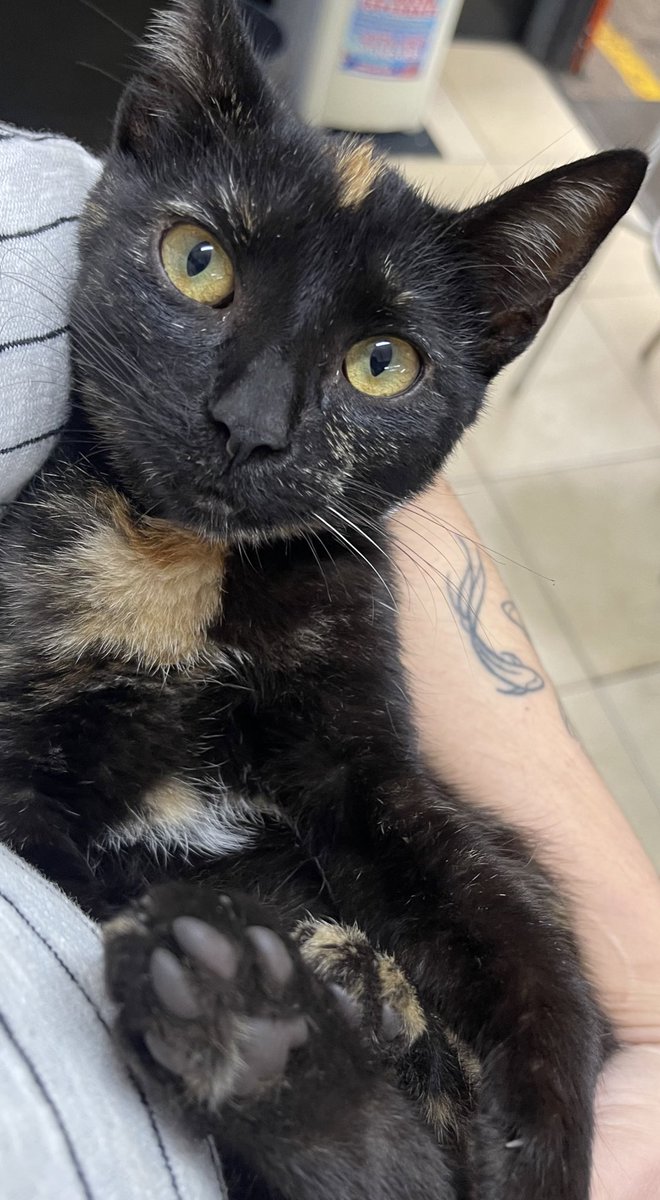 Laridellec's tweet photo. Hola 👋🏼 
Estoy buscando familia para esta gatita que apareció en mi trabajo. 
Tiene aproximadamente 4/5 meses, es súper buena y cariñosa 
Si pueden difundir, me ayudan un montón 🙏🏼🩵 https://t.co/yunsScFxjk
