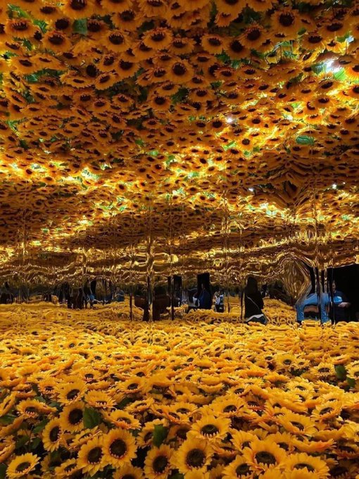 Sunflower room at The Van Gogh Alive art exhibition