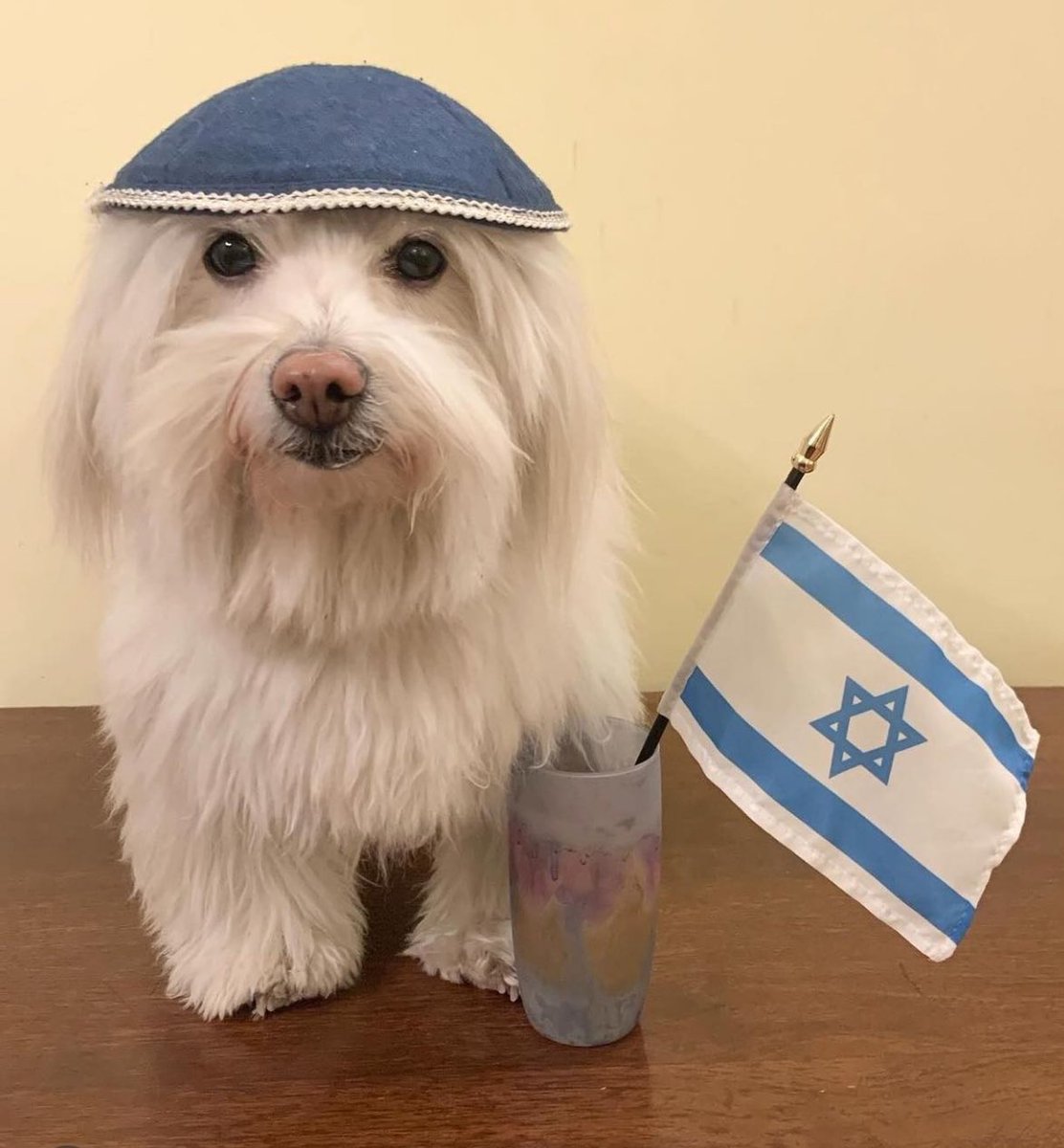 OliLondonTV's tweet image. Stand with Israel. 🇮🇱