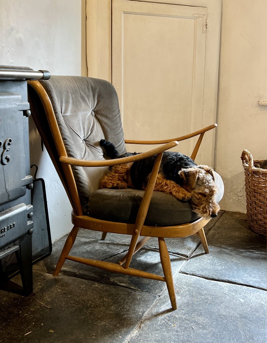 #pupdate I had cheese on toast for lunch today and now I’m having a little sleepy time, before my afternoon walkies, on a fireside chair in a pool of sunshine ……it’s a dogs life