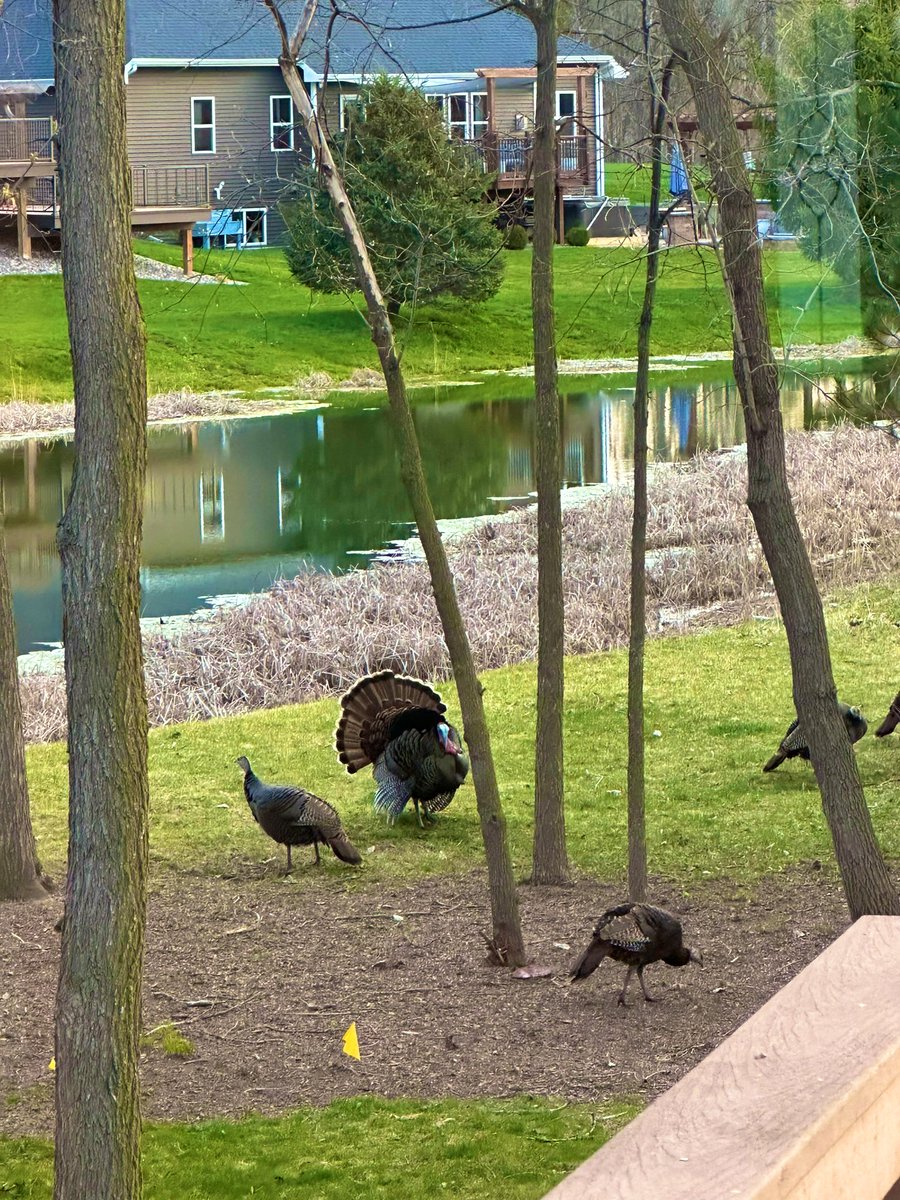 jpatel3's tweet photo. Got some squatters in the yard🦃 https://t.co/cKaCrxfAwV