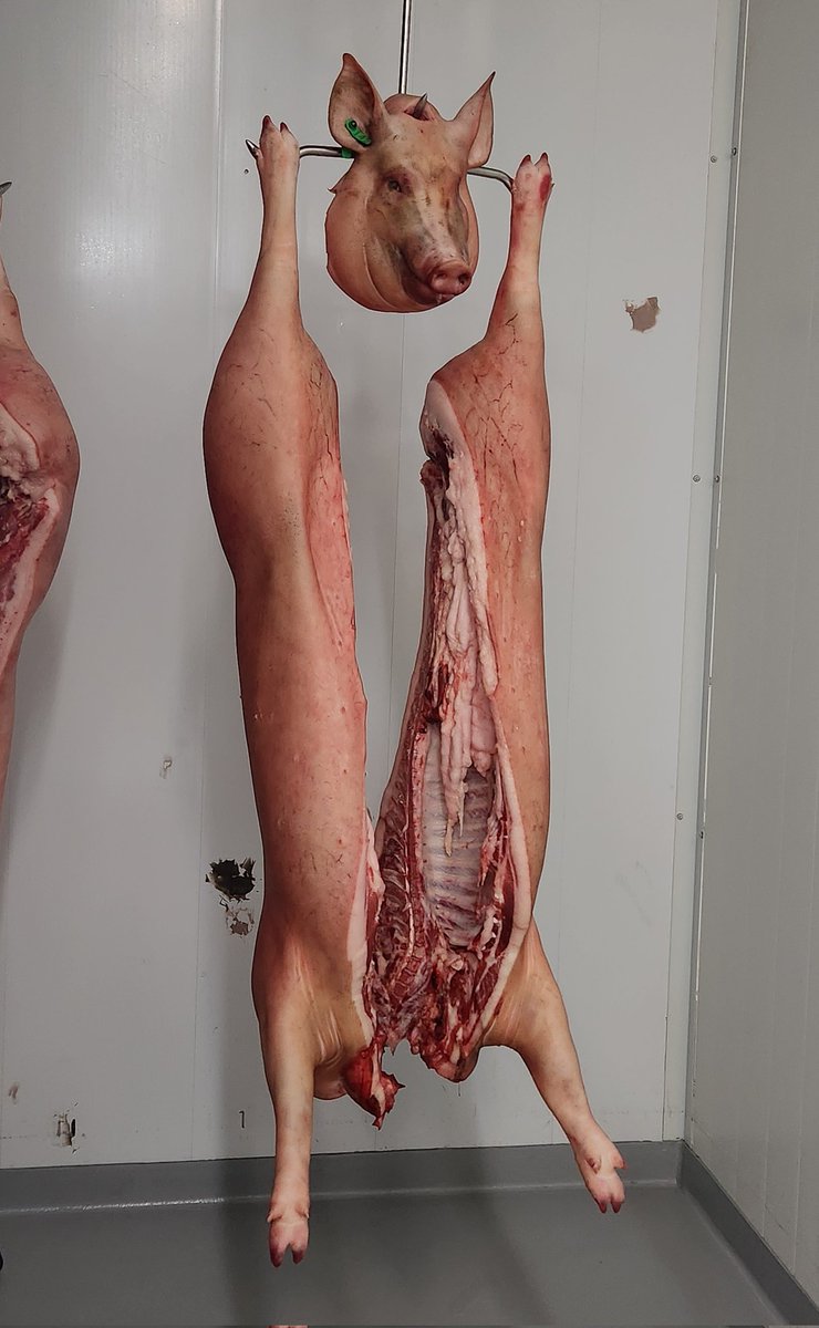 grapesunwrapped's tweet image. Doing a local farm story so after the interview, went to their market and purchased some of their locally raised and slaughtered meat and made a slow roasted Boston butt w fig-olive-almond jam glaze. #wine is Stolpman syrah. #WritingCommunity #CookingCommunity