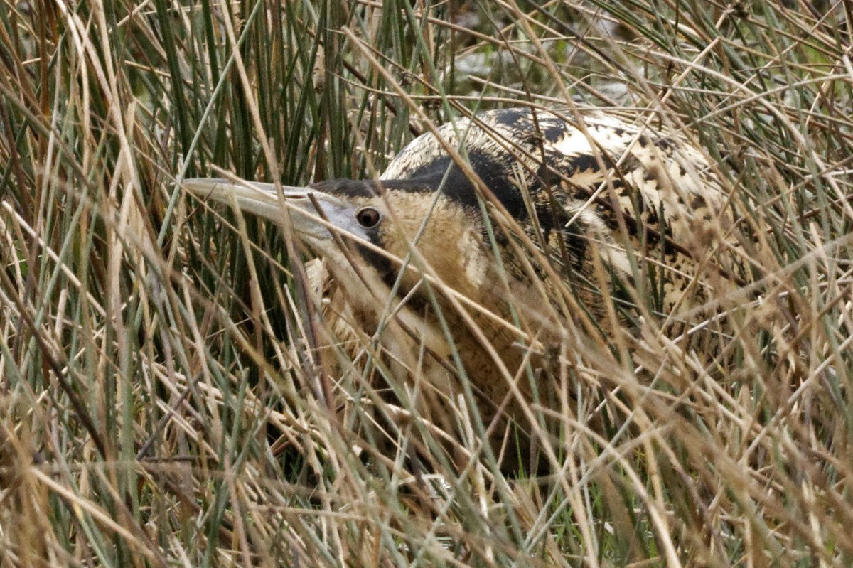 The #bitterns have been very active recently at #RSPBStAidans! 🦆 Keep your eyes and ears peeled for them booming and flying between reedbeds. The #RSPBStAidans warden team recon up to 5 males are booming!! Why not see if you can spot them? 📷|Karen Speight #wildlifespotting