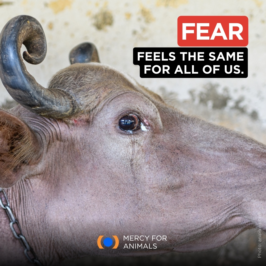 Farmed animals feel joy, pain, and fear—just like we do.

Please, show compassion for ALL beings by choosing more plant-based foods.
#TryVegan #VeganForThem #PlantBased #Compassion #Kindness #SaveAnimals #FightAnimalCruelty