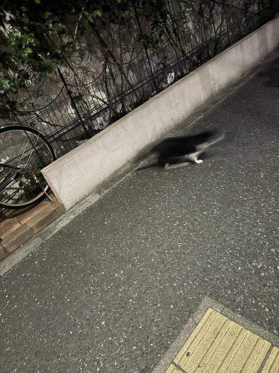 maaya09_16's tweet photo. 猫砲 https://t.co/lpi3lTiKaE