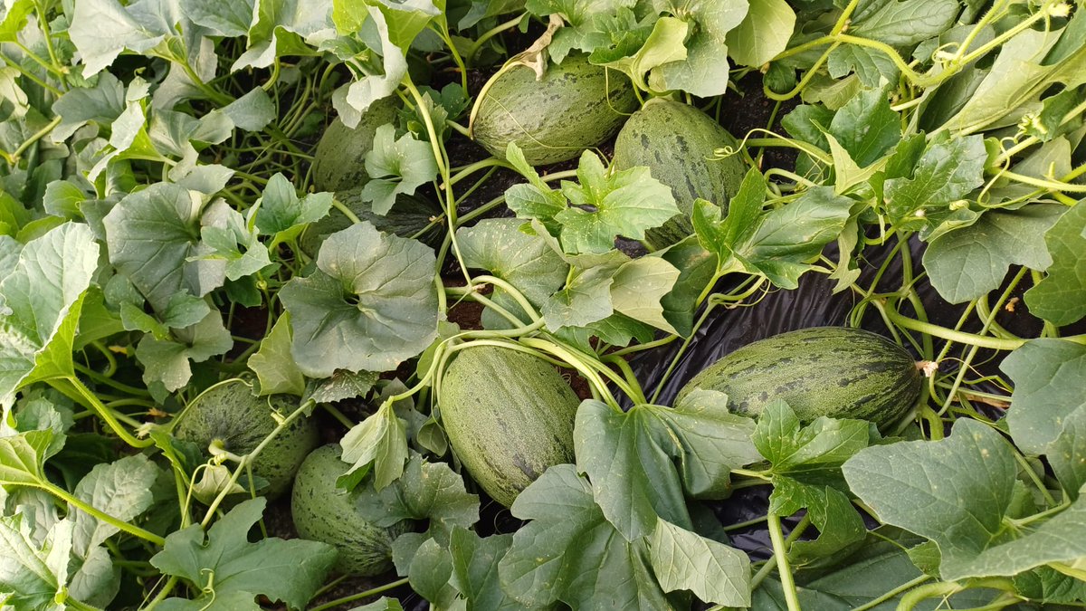 luistrillomata's tweet image. Bendecida primavera. 
#FelizMartesATodos