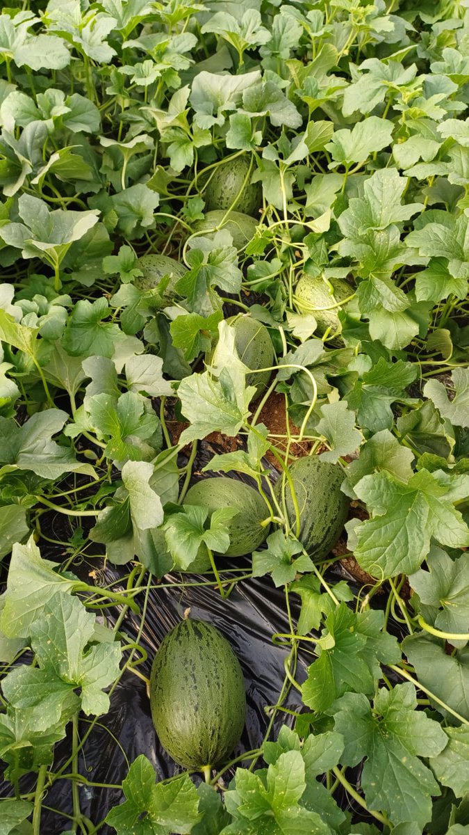 luistrillomata's tweet image. Bendecida primavera. 
#FelizMartesATodos