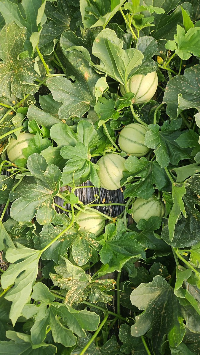 luistrillomata's tweet image. Bendecida primavera. 
#FelizMartesATodos