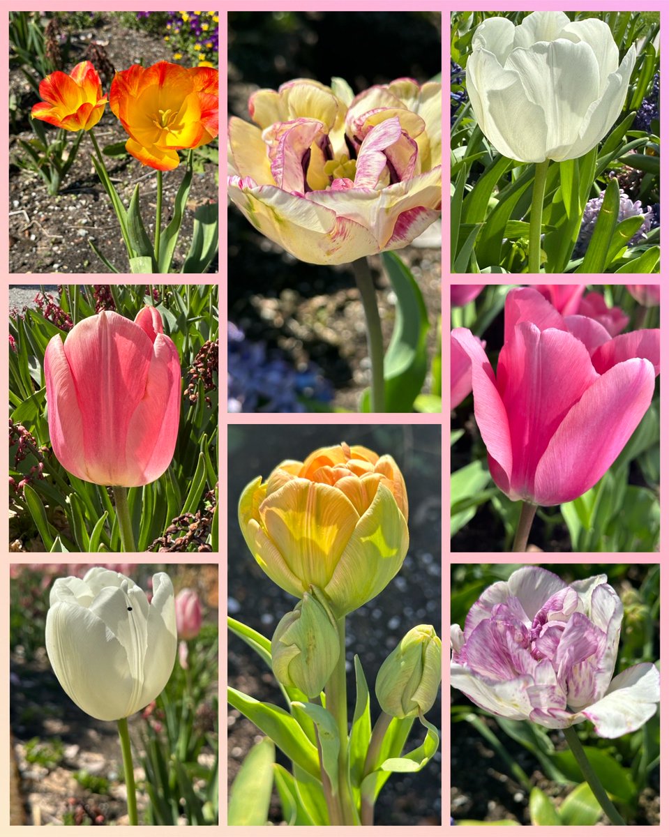 Some beauties for #TulipTuesday #NotMyGarden but rather Town Centre Park in @CityOfCoquitlam