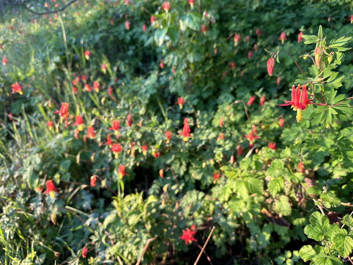 It’s back, it’s back, my special April pilgrimage friendthe wild red columbine