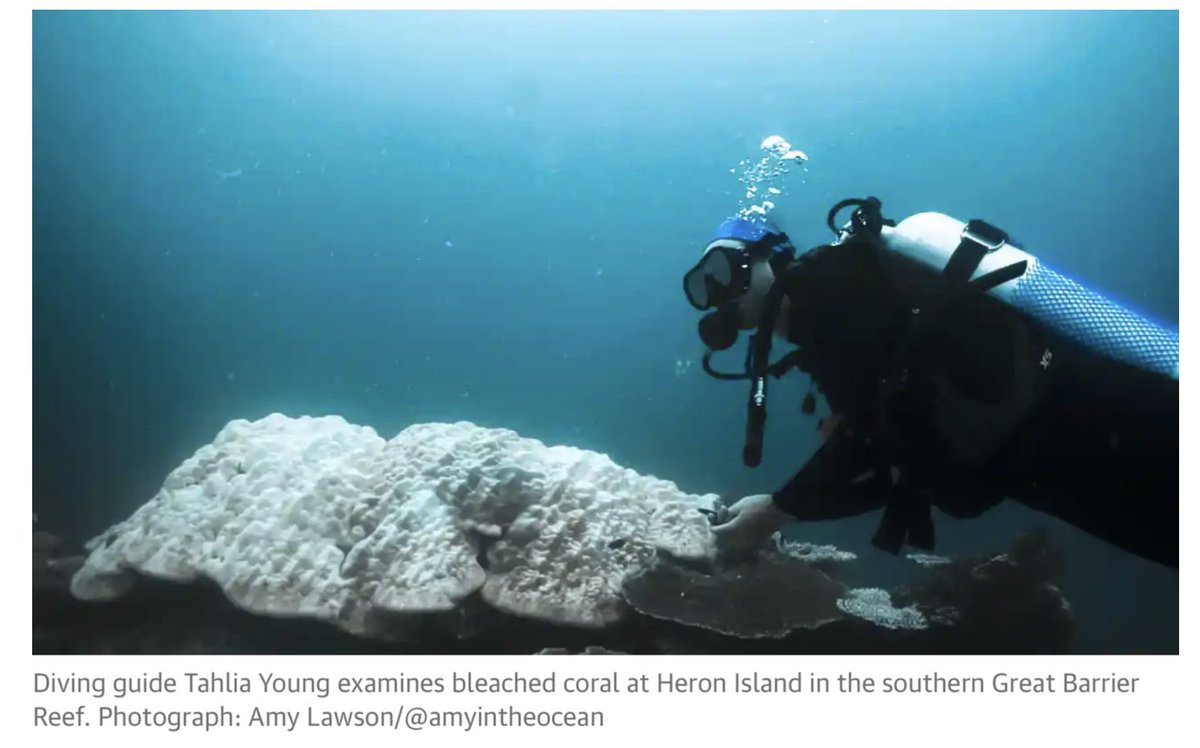 A few of the pictures of mass bleaching and mortality of corals on the Great Barrier Reef posted around the world.